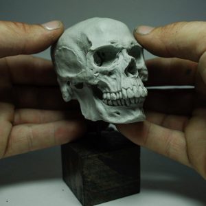skull, cranium, crane, head, osteology, bone